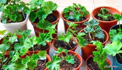 小木槿种植选深盆还是浅盆？种植技巧揭秘