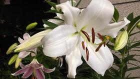 百合花是完全花吗？种植百合花适合使用什么肥料