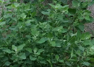 山里的秘密，你知多少？