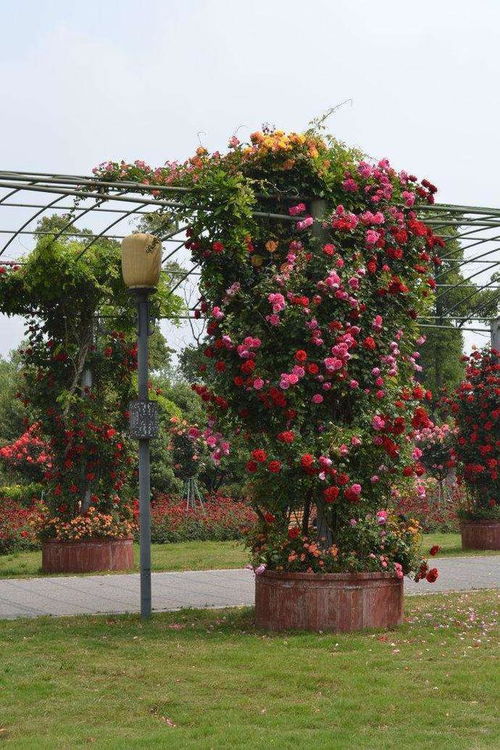 冰山月季：纯白花朵， 香气袭人