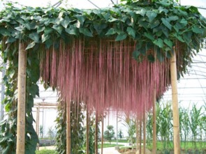 气根的秘密：如何快速长出