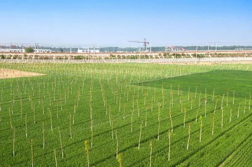 技术措施：提高造林苗木活力