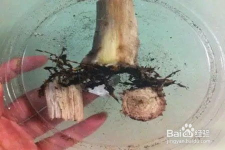 木本植物烂根怎么办？如何挽救植物的生命