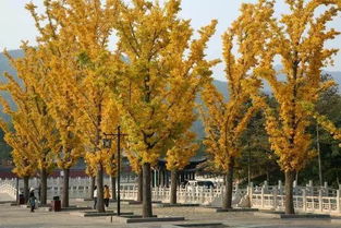 白皮松，皮白如玉