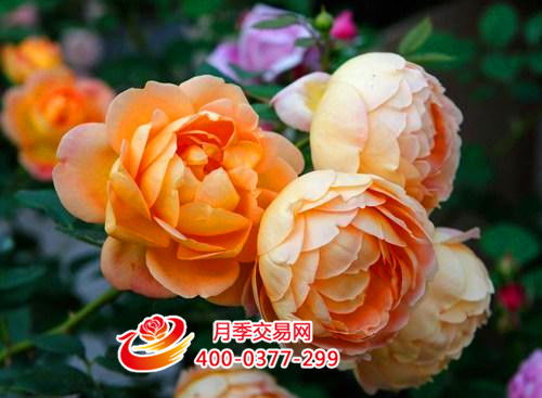 梨瓜种植最佳月季，春末夏初盛果期