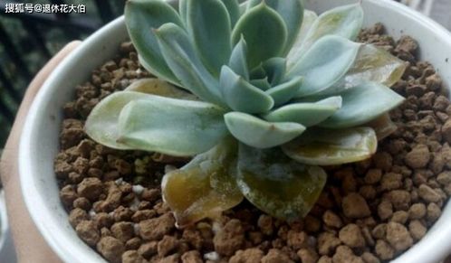 肉肉花怎么养？浇水需要注意什么