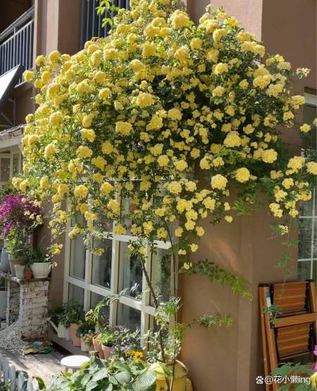 野生木香， 墙头好伙伴