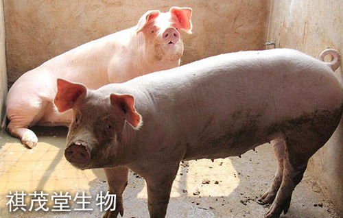 一季度饲料生猪价格对全国生猪出栏价格有何影响？