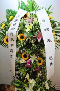 冬青叶影藏奥秘，谁解其中真意深