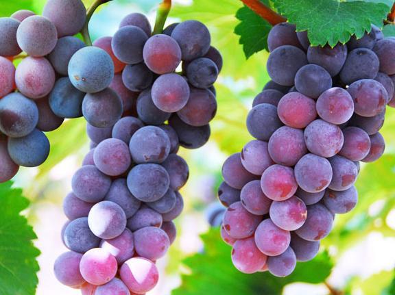 葡萄霜霉病的烦恼，百菌清Neng解吗？