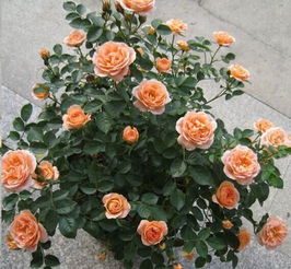 月季修剪入门， 让你轻松成为园艺高手