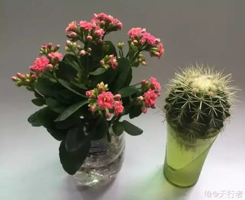 解决鲜花插水后烂根问题：视频教程大公开！