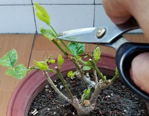 幼苗养护，你准备好了吗？