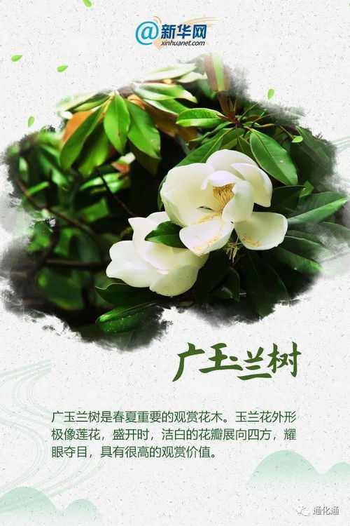 想看广玉兰树图片？这些美图让你一睹芳华