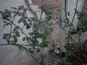 玫瑰花的大世界