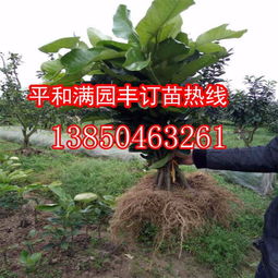 福建三红蜜柚苗，优质果苗