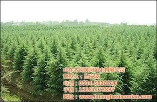 雪松苗木供应信息