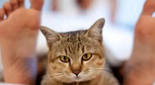 猫眼里有虫子？如何安全取出