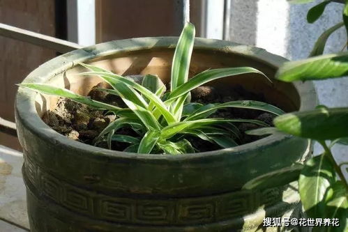 养护金琥，煮泡面还简单？收藏这份避坑指南！