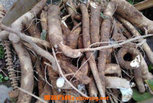 郎伞木的药用价值有哪些？它对哪些疾病有治疗作用