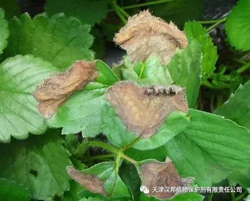 草莓灰霉病，如何防治？