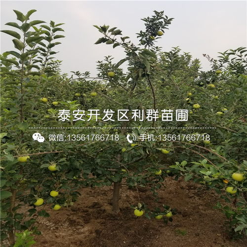 小绿化苗木价格大揭秘