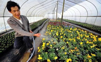 福建适合种植的花卉