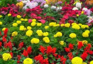 河北冬季适合种植的花草品种