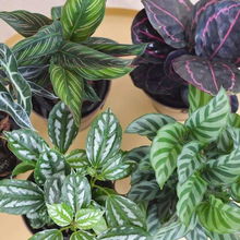 叶片边缘带银线的扦插苗开花率高