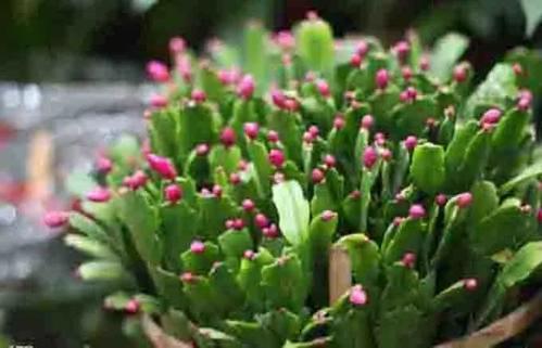 喜欢酸性环境花卉选择松针土和腐叶土