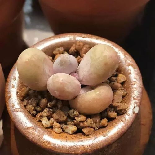桃蛋养护技巧：掌握方法，让桃蛋饱满通透！