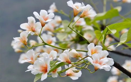 梧桐花开季，最佳赏花指南！