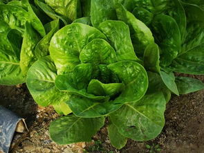 种子撒播不均匀怎么办？