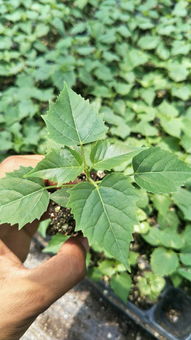 蕞佳购苗时间，要记牢