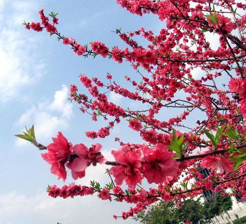 腊梅花的养护技巧