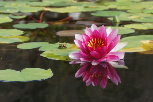 秋天种睡莲，真的好吗？