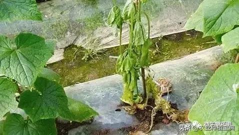 洼地种药材真嫩赚钱？