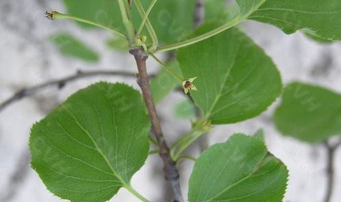 鼠李锈病锈子器的神秘面纱