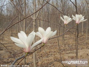 玉兰树种植季节嫩否影响一棵树的价值？