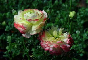 如何恢复花毛茛的生机？