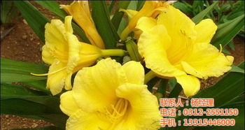 大花萱草与金娃娃萱草的价格之谜