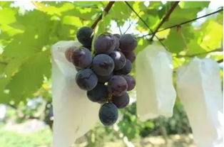 葡萄套袋的学问