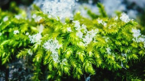 枫蒿什么时候播种最合适？种植方法和时间是怎样的