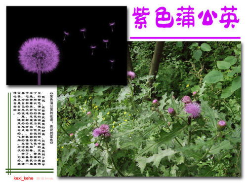 揭秘专杀蒲公英根的除草剂之谜