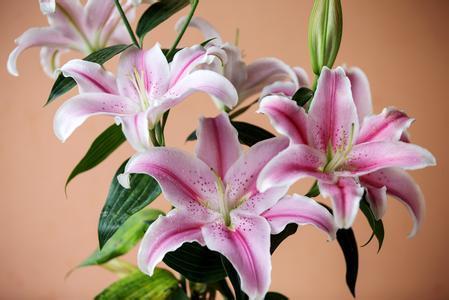 香水百合花谢后如何保存花语之美