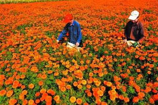 江苏花卉之美，品种繁多，风情万种