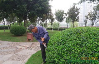 二不要：重疏枝、 短截，轻疏花芽