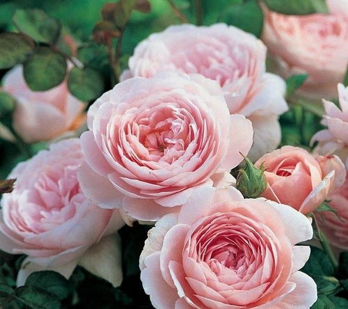 底肥充足，春季养护不愁