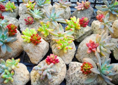 春天如何养护多肉植物：春季养殖指南