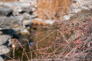 冬青：冬天的绿色信使